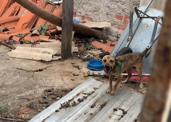 Cão que vivia amarrado é o primeiro animal resgatado com mandado judicial no Piauí